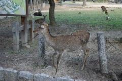 IMG_0684
