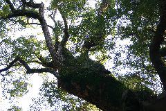 IMG_0707